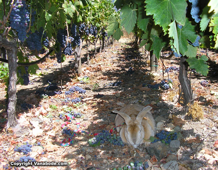 picture of bugsy in a california vineyard