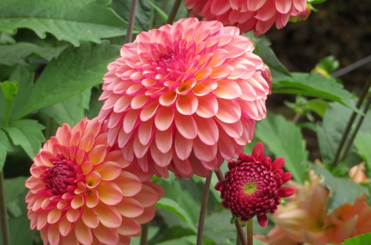 california mendocino botanical gardens dahlia