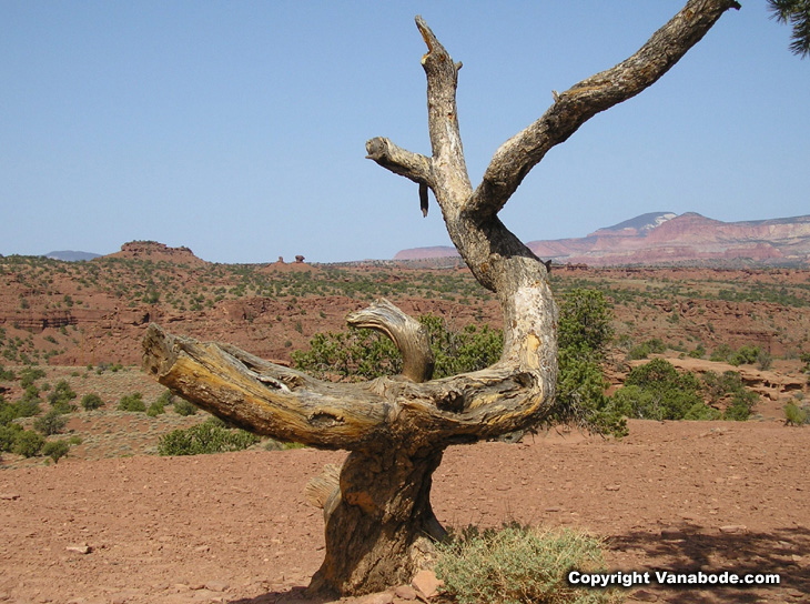 picture of tree at panoramic point utah