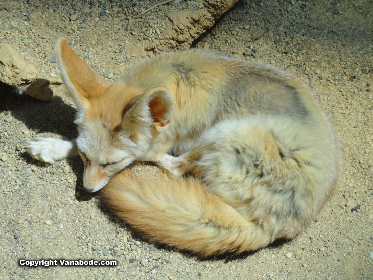 sleeping fox at the Chicago Lincoln Park Zoo and Conservatory
