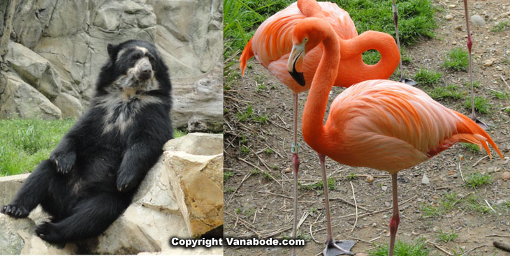 dc Smithsonians National Zoo. with bears and flamingoes