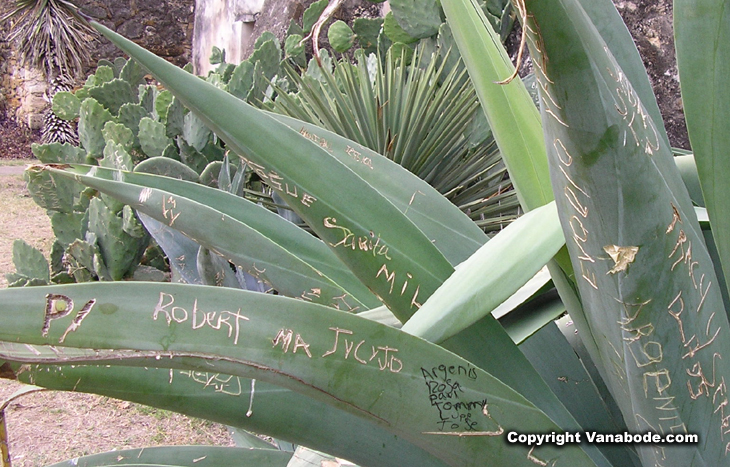graffiti cactus picture