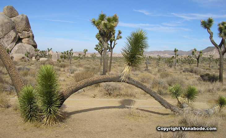 Hidden Valley trail picture in Joshua Tree 