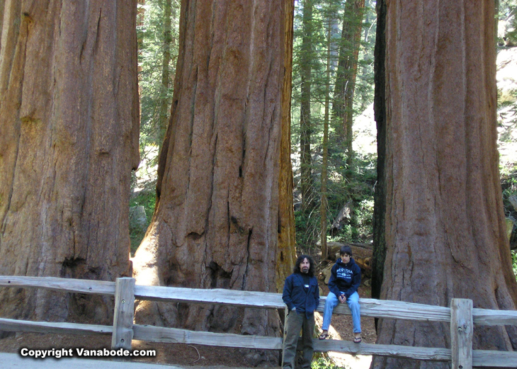 kings canyon grant grove picture