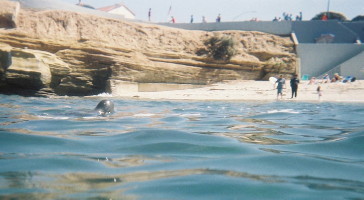 la jolla childrens pool seal picture