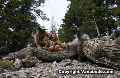 picture taking while hiking gravel trail fire road in mt charleston