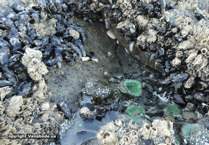 mussels during low tide along oregon beach picture