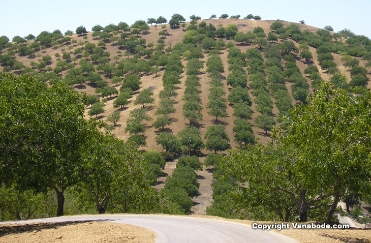 Scenic drive in Paso Robles picture