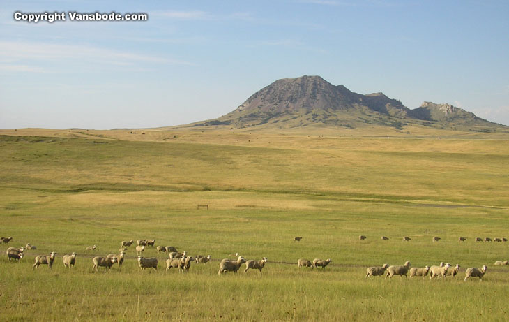 sheep in a prairie picture we shot from top of a tractor