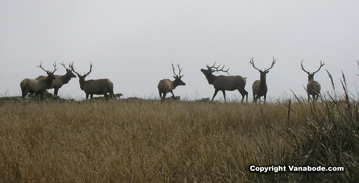 Picture taken at start of Tomales Point hike