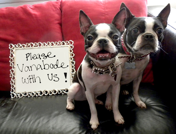 camping with dogs picture